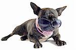 portrait of a purebred french bulldog  with sunglasses in studio