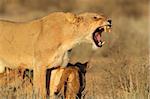 Aggressive lioness (Panthera leo) defending her young cubs, Kalahari desert, South Africa