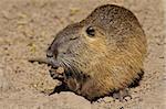 Coipo or Nutria (Myocastor coypus) feeding, South America