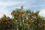 Branches with the fruits of the tangerine trees against the sky