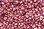 Red onions in market for sell