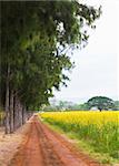 A walkway in the park with fields of yellow flowers.