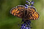 butterfly on the violet lupine flower