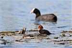 Eurasian coot (Fulica atra) with baby coot chick