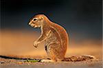 Ground squirrel (Xerus inaurus) in late afternoon light, Kalahari desert, South Africa