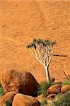 A quiver tree (Aloe dichotoma) against a rock, Spitzkoppe, Namibia, southern Africa