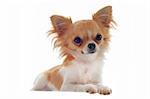 portrait of a cute purebred  puppy chihuahua in front of white background