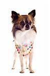 portrait of a cute purebred chihuahua with pearl collar in front of white background