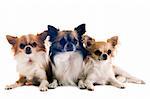 portrait of three purebred  chihuahuas in front of white background