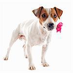 portrait of a purebred jack russel with flower in his mouth terrier in studio