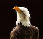 Portrait of a Bald Eagle