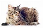 portrait of a purebred  maine coon cat on a white background