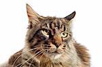 portrait of a purebred  maine coon cat on a white background