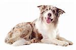 portrait of purebred border collie in front of white background