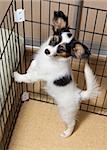 Puppy papillon in a cage for small dogs