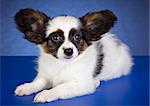 Puppy of breed papillon on a  blue background