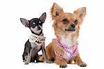 portrait of two cute purebred chihuahua with pearl collar in front of white background