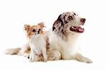 portrait of purebred border collie and chihuahua in front of white background
