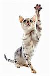 portrait of a playing  bengal cat on a white background