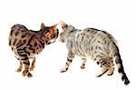 portrait of  purebred  bengal cats on a white background