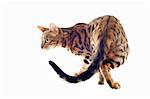 portrait of a purebred  bengal cat who walking on a white background, focus on the back