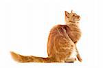 portrait of a purebred ginger maine coon cat on a white background