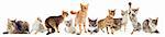 group of purebred cats on a white background