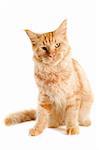 portrait of a ginger  maine coon cat on a white background