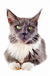 portrait of a blue maine coon cat on a white background