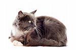 portrait of a purebred  blue maine coon cat on a white background