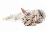 portrait of a purebred  maine coon cat laid down on a white background