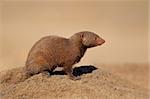 Alert dwarf mongoose (Helogale parvula), South Africa