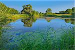 Lac dans la réserve naturelle de Kuhkopf-Knoblochsaue, Hesse, Allemagne