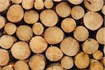 Stack of Spruce Logs, Odenwald, Hesse, Germany