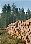 Stack of Spruce Logs, Odenwald, Hesse, Germany