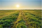 Path, Tadten, Burgenland, Austria