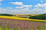 Sunflower and Mallow Field, Arnstein, Main-Spessart, Franconia, Bavaria, Germany