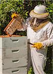 Beekeeper Removing Frame from Hive