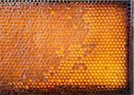 Close-Up of Honeycomb