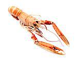 Norway lobster on white background