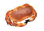 Crab on white background