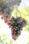 Close up of grapes on vine