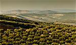 Olive groves, Zuheros, near Cordoba, Andalucia, Spain, Europe