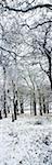 Light dusting of dnow in English woodland, West Sussex, England, United Kingdom, Europe