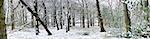 Léger saupoudrage de neige dans les bois français, avec l'arbre abattu, West Sussex, Angleterre, Royaume-Uni, Europe