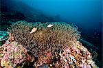 Anemone reef scene at Nalusuan Marine Sanctuary, Cebu, Philippines, Southeast Asia, Asia