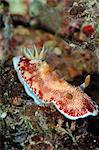 Undescribed chromodoris sp 7 nudibranch, Philippines, Southeast Asia, Asia