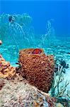 Coney (Cephalopholis fulva), in a barrel sponge, St. Lucia, West Indies, Caribbean, Central America