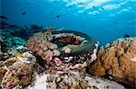 Coral encrusted tyre at Nalusuan Marine Sanctuary, Cebu, Philippines, Southeast Asia, Asia