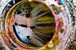 Fin of a shorthead fangblenny (Petroscirtes breviceps), inside a coral encrusted bottle, Philippines, Southeast Asia, Asia